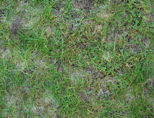 Why My Grass Looks Thin No Matter What I Do