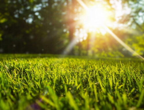How To Tell If Thin Grass Is a Bigger Problem Than It Looks