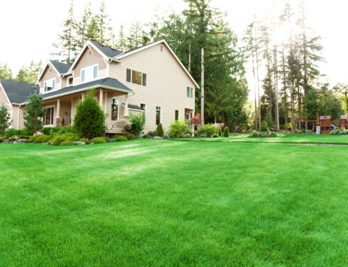 What Homeowners Actually Notice First About Your Lawn
