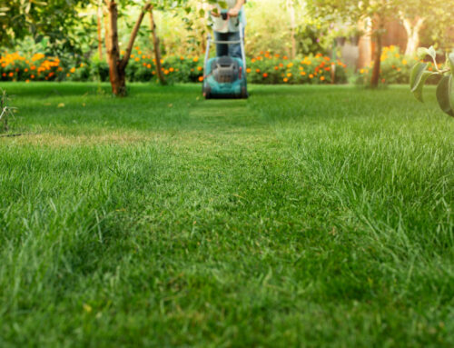 Is My Lawn Getting Damaged Every Time It’s Cut?