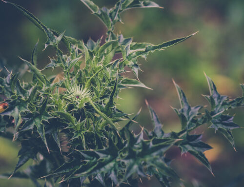 Prickly Weeds Are Completely Taking Over My Barefoot Lawn