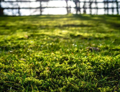 Why Is There Moss Growing in My Lawn Instead of Grass?