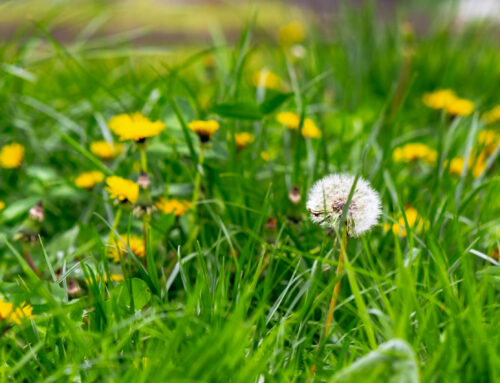 Why Are Weeds Taking Over My New Grass?