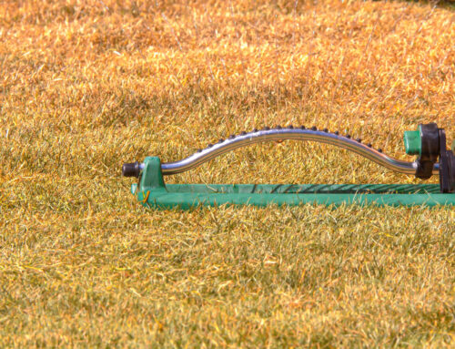 Why Is My Lawn Turning Yellow After Fertilizing?