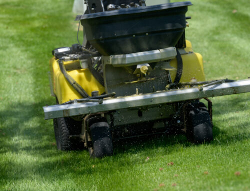 Why Is My Grass Turning Light Green and Yellow?