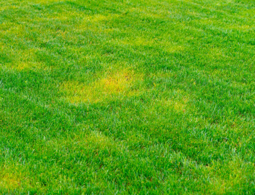 Why Are There Dark Green and Light Green Spots in My Yard?