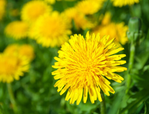 My Entire Front Yard Is Just Dandelions This Spring