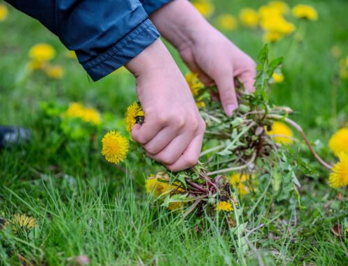 Every Spring My Yard Turns Into a Massive Weed Field