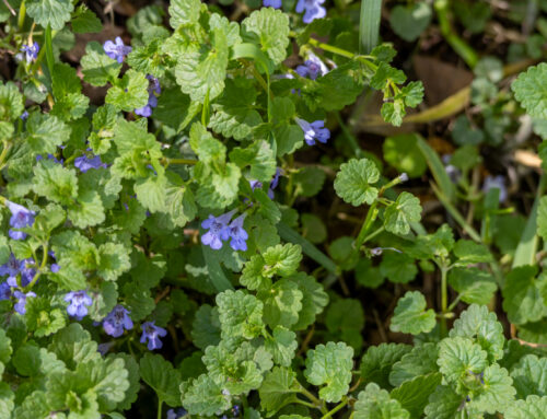 Why is Creeping Charlie Taking Over My Backyard?